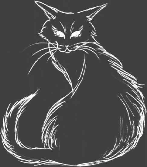 七只黑猫之谜