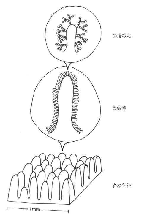 肠子的小心思