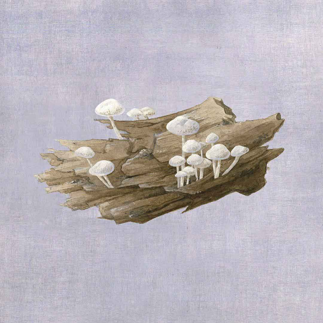 茫然尘世的珍宝