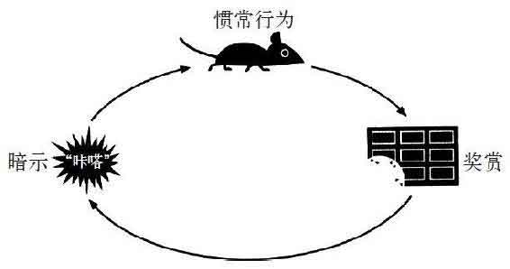 习惯的力量